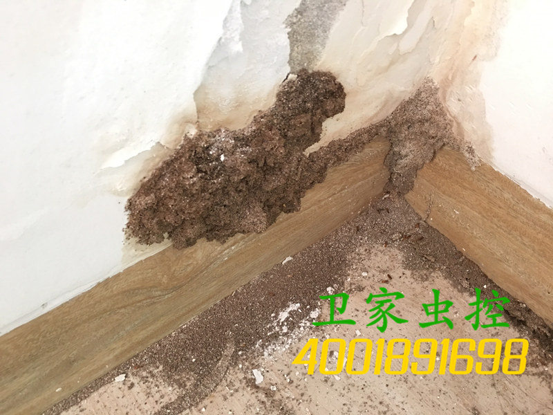 白蚁危害触目惊心，近年来，白蚁危害新建房屋建筑日趋严重